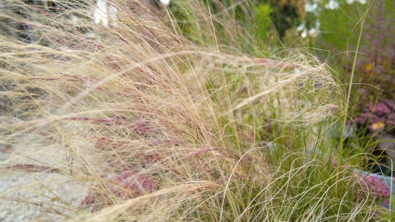 Stipa tenuissima 'Pony Tails'